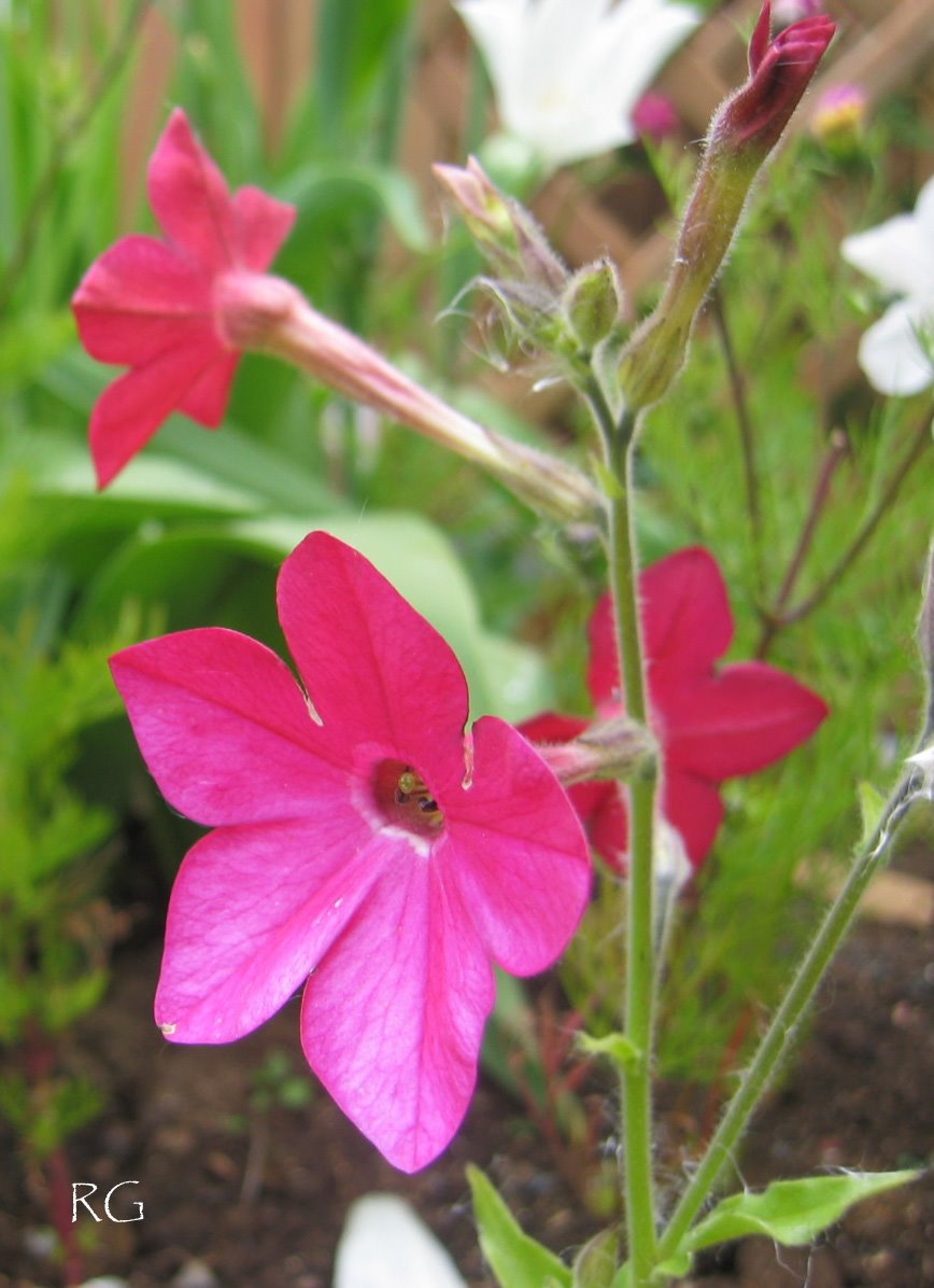 Nicotiana Sylvestris